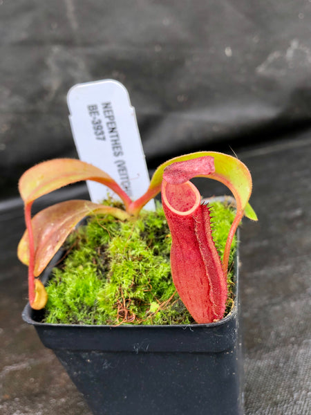Nepenthes (veitchii x lowii) x dactylifera, BE-3937