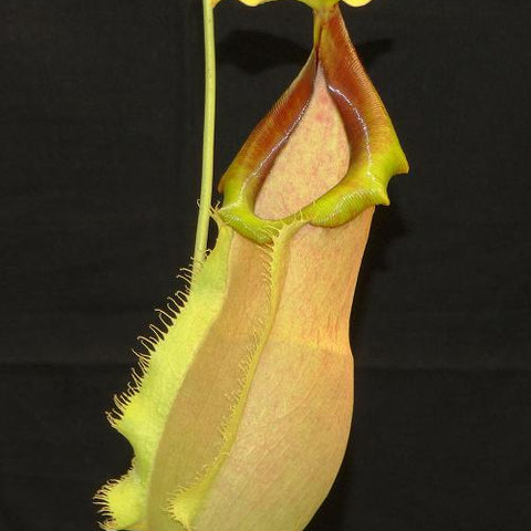 Nepenthes spathulata x merrilliana BE-3949 pitcher plant with a pale lime pitcher and orange-tinted hood