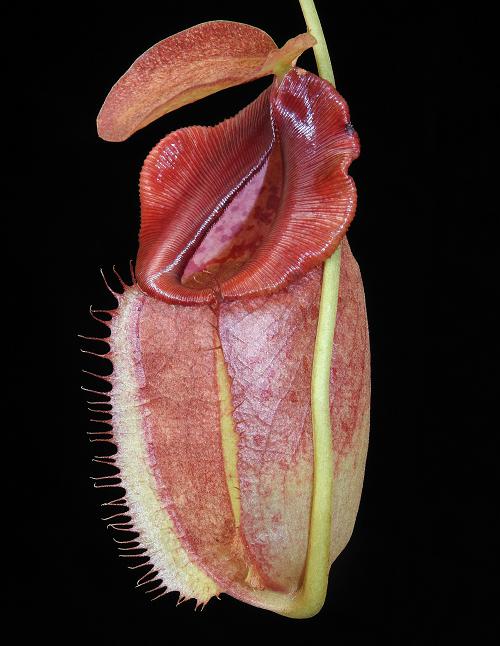 
                      
                        Nepenthes spathulata x tenuis
                      
                    