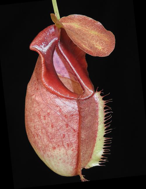 Nepenthes hybrid ウツボカズラ Nepenthes spathulata x tenuis – Carnivero