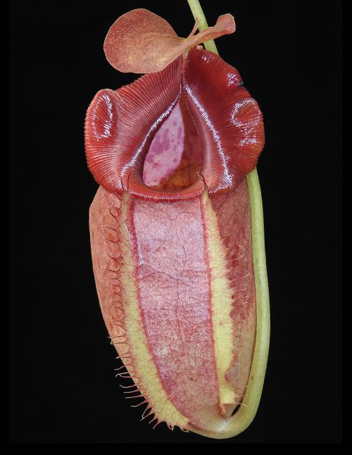 
                      
                        Nepenthes spathulata x tenuis
                      
                    