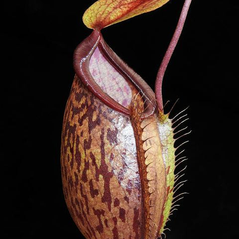 Nepenthes hamata x glabrata x tenuis BE-3985 pitcher with brown mottling and a yellow orange lid