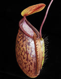Nepenthes (hamata x glabrata) x tenuis, BE-3985