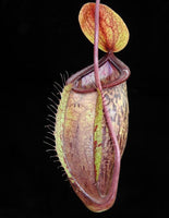 Nepenthes (hamata x glabrata) x tenuis, BE-3985