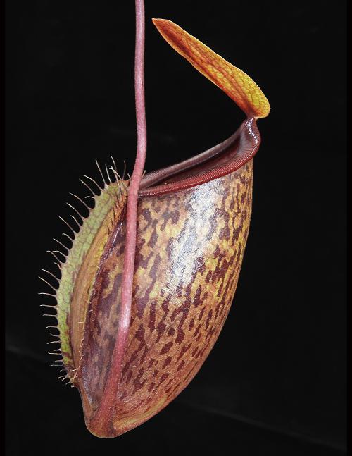 
                      
                        Nepenthes (hamata x glabrata) x tenuis, BE-3985
                      
                    
