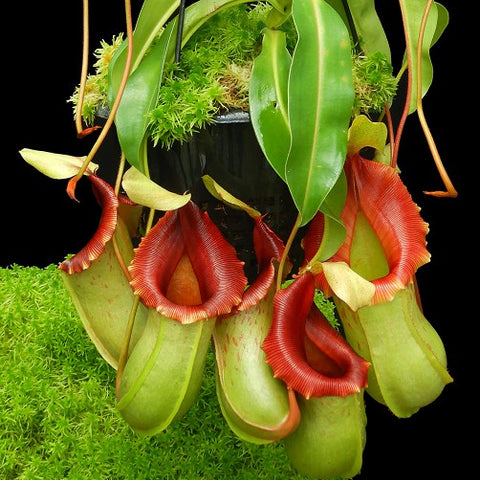 Hanging Nepenthes veitchii x ventricosa BE-4500 with multiple green pitchers and red fringed openings against a black background.