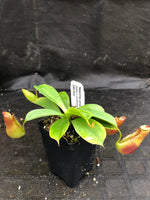 Nepenthes adrianii x [lowii x (northiana x veitchii)], CAR-0002