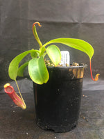 Nepenthes adrianii x [lowii x (northiana x veitchii)], CAR-0002