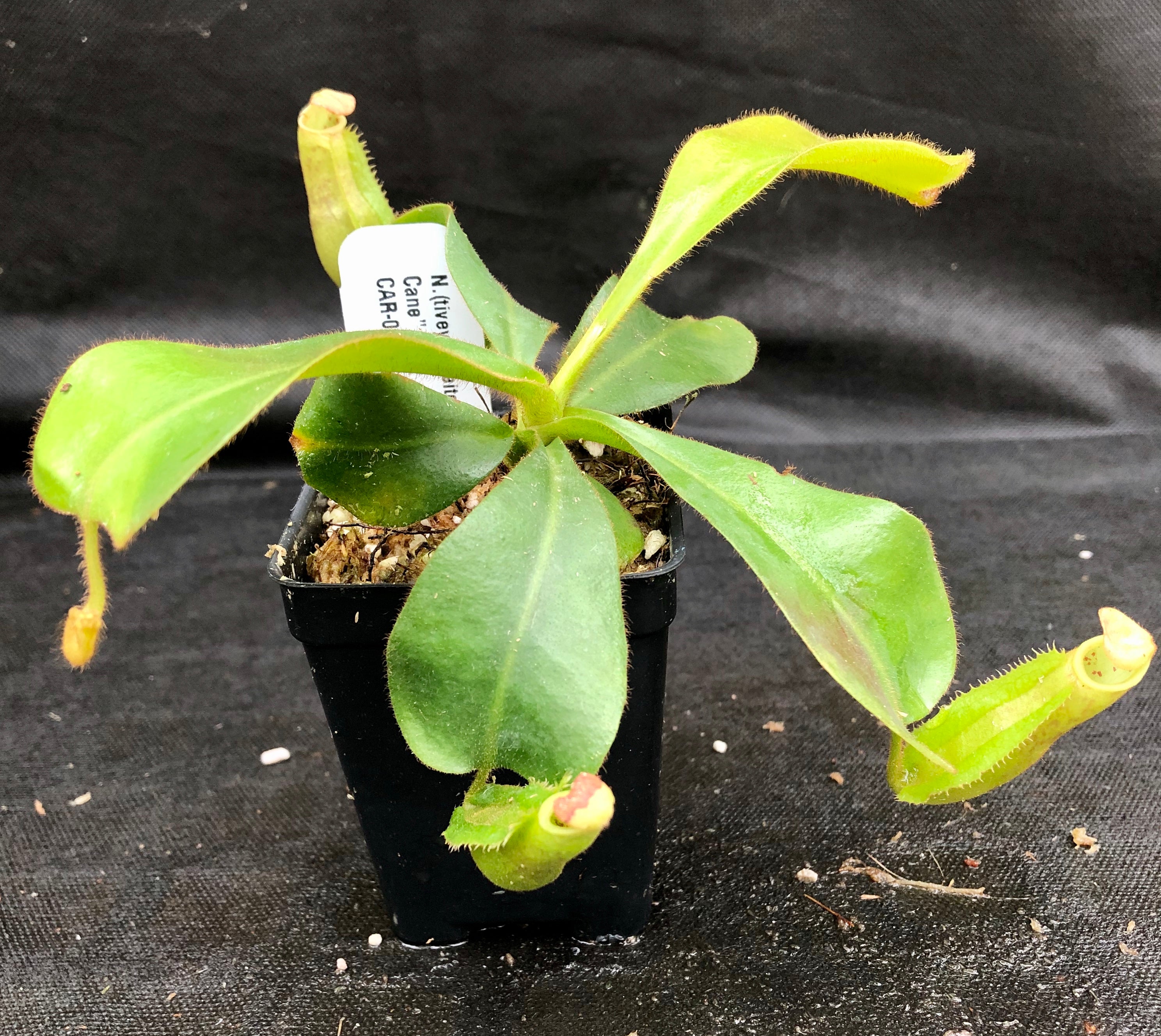 Nepenthes (tiveyi x veitchii) x veitchii 