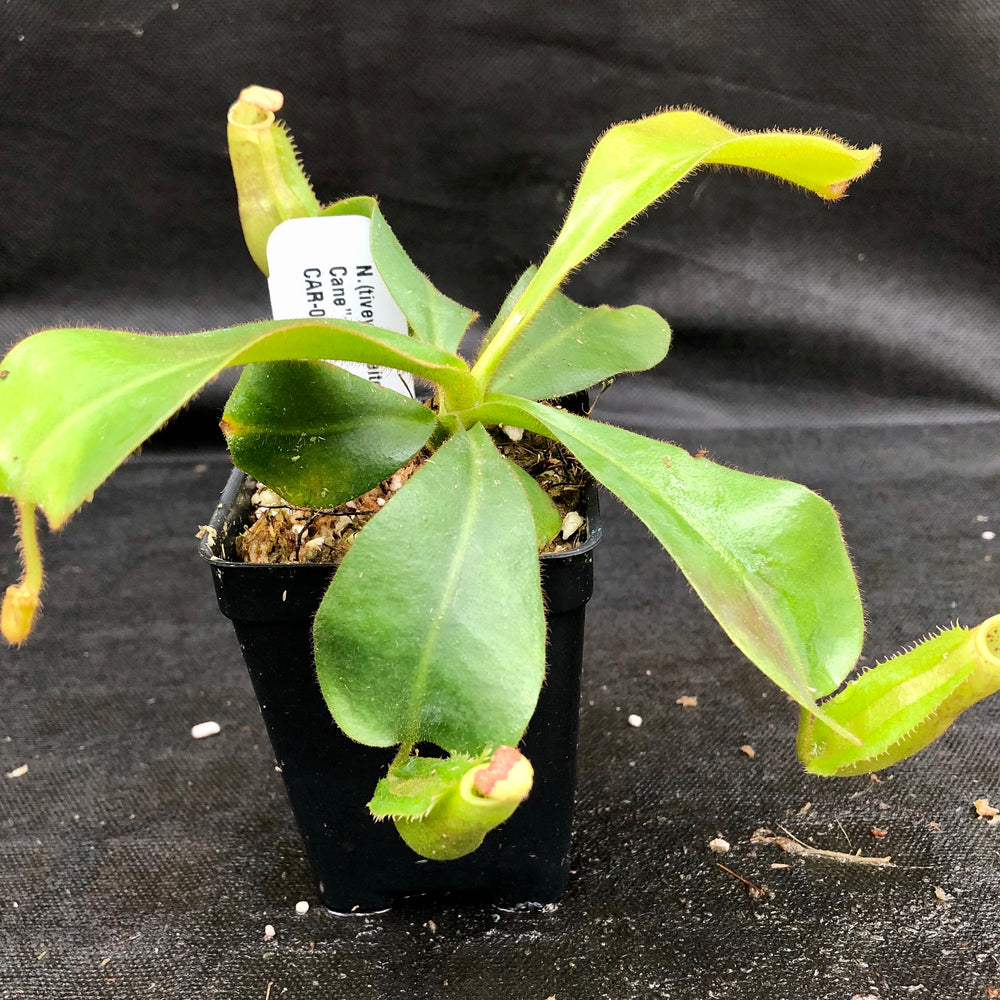 
                      
                        Nepenthes (tiveyi x veitchii) x veitchii "Pink Candy Cane", CAR-0020
                      
                    
