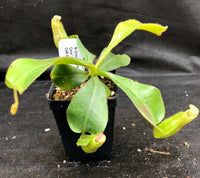 Nepenthes (tiveyi x veitchii) x veitchii "Pink Candy Cane", CAR-0020