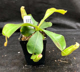 Nepenthes (tiveyi x veitchii) x veitchii "Pink Candy Cane", CAR-0020