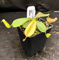 Nepenthes (tiveyi x veitchii) x veitchii "Pink Candy Cane", CAR-0020