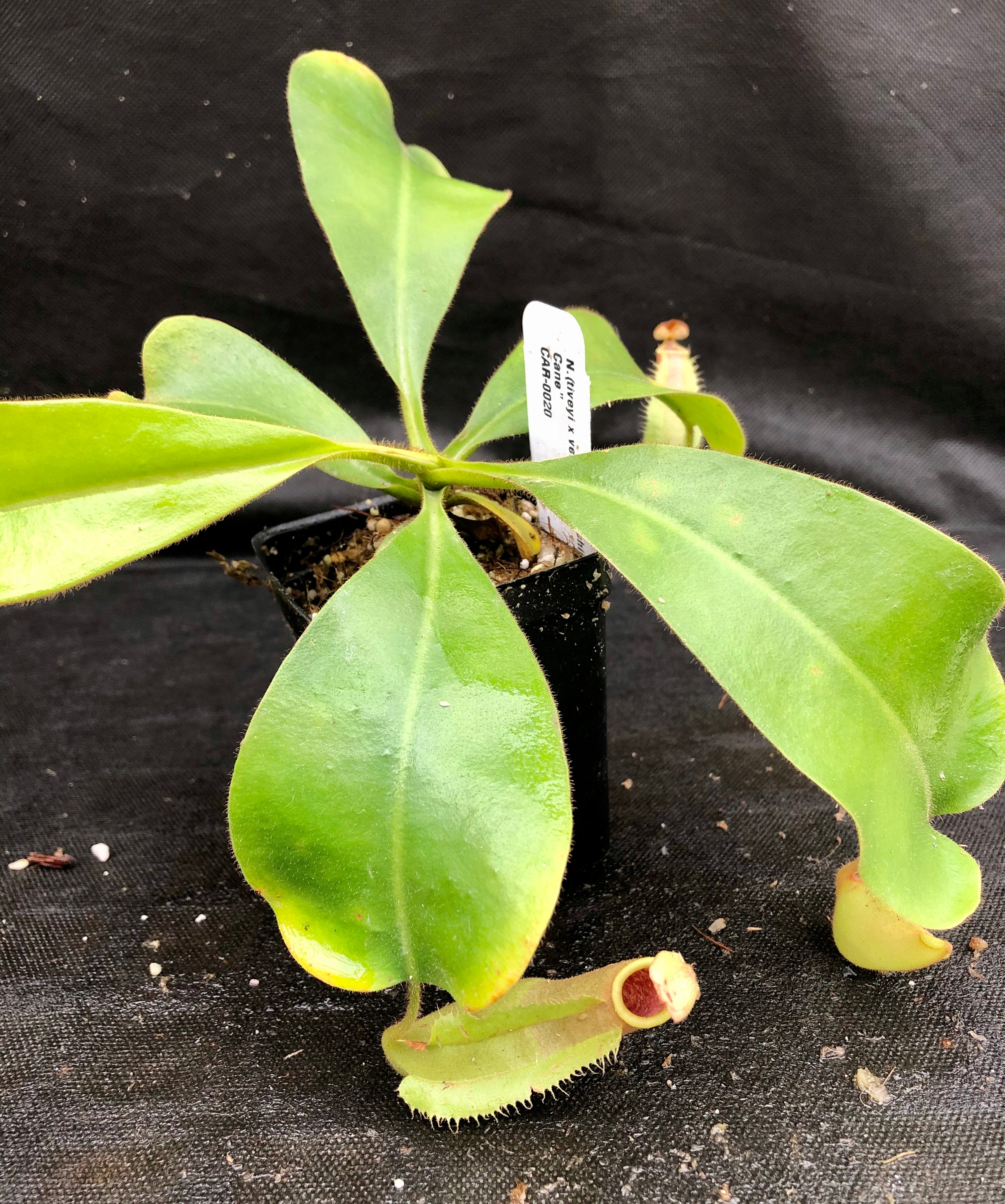 P.Veitchii XIVspores ベイチー P.Veitchii XIVspores ベイチー P. veitchii (wild) - bikalog