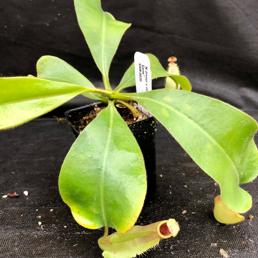 
                      
                        Nepenthes (tiveyi x veitchii) x veitchii "Pink Candy Cane", CAR-0020
                      
                    