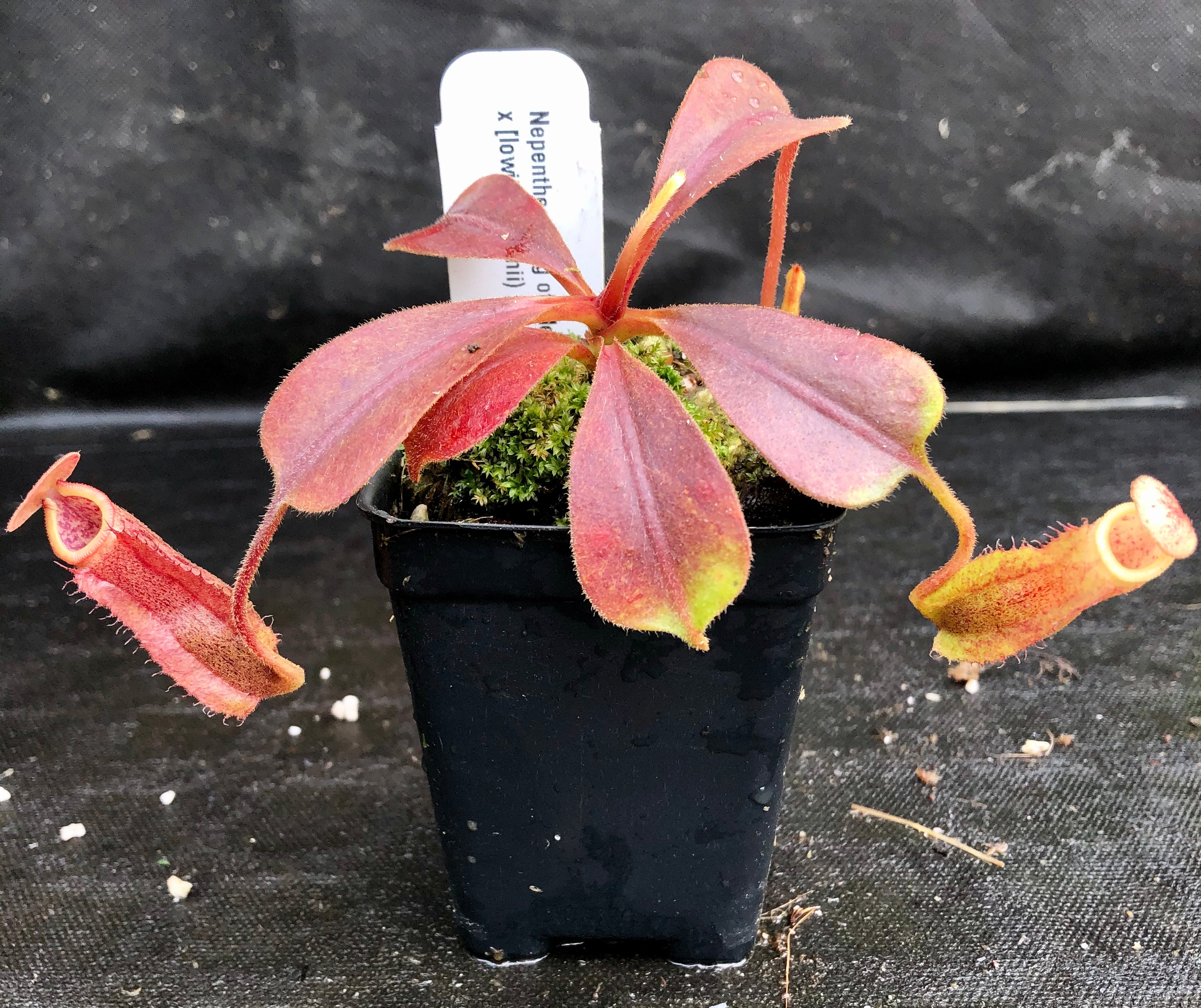 Nepenthes Song of Melancholy x [(lowii x veitchii) x