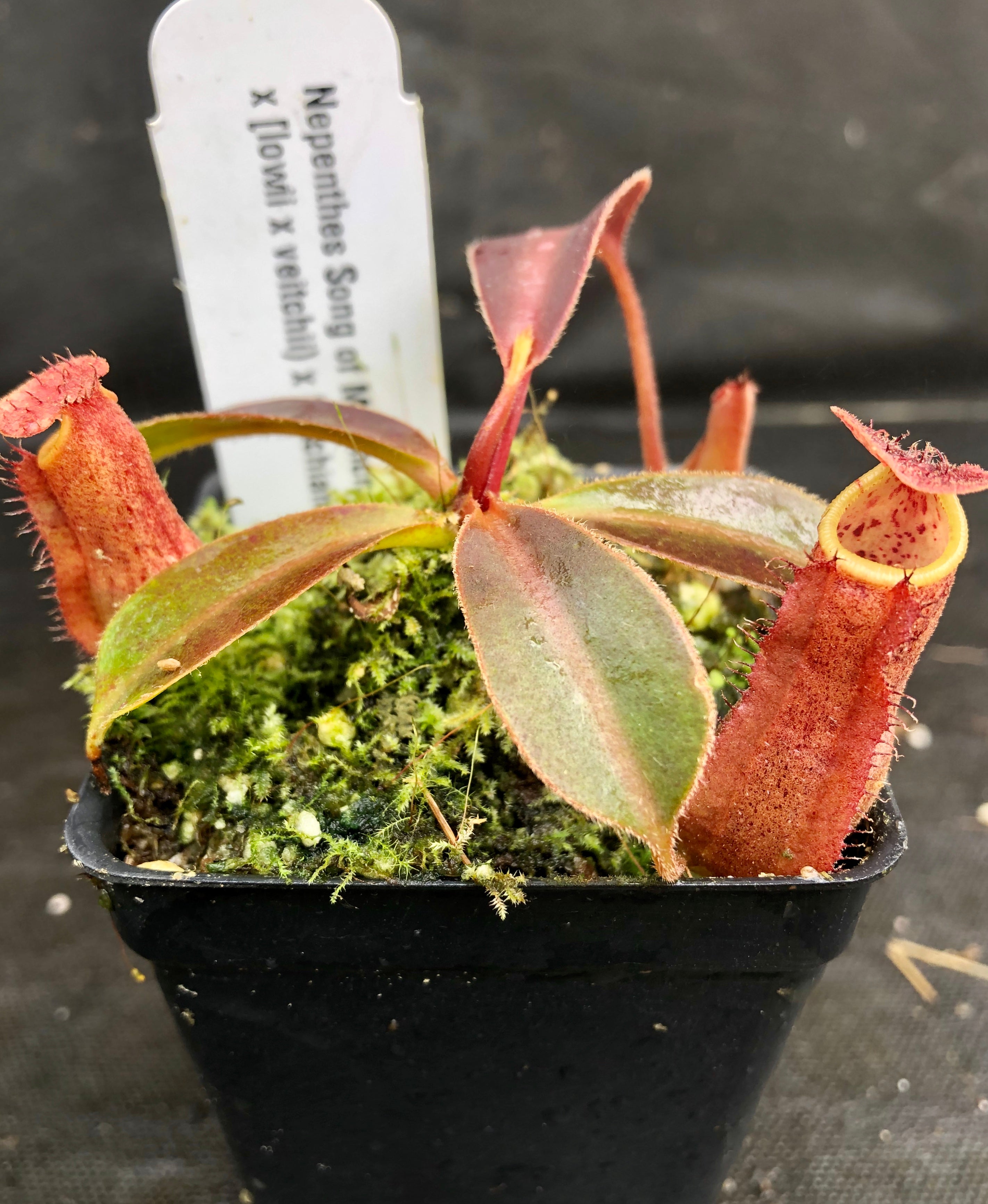 Nepenthes Song of Melancholy x [(lowii x veitchii) x boschiana