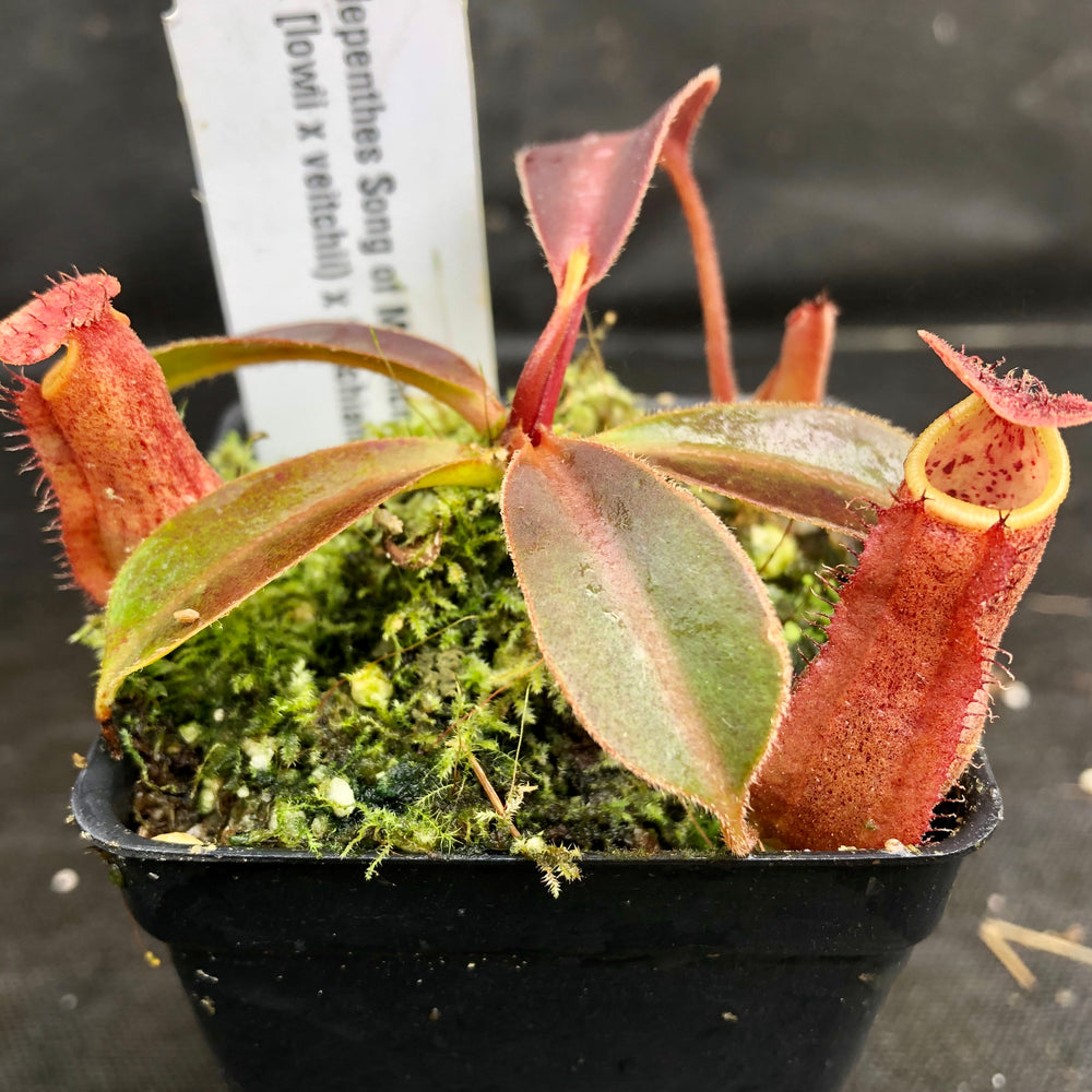 
                      
                        Nepenthes Song of Melancholy x [(lowii x veitchii) x boschiana]-white, CAR-0024
                      
                    