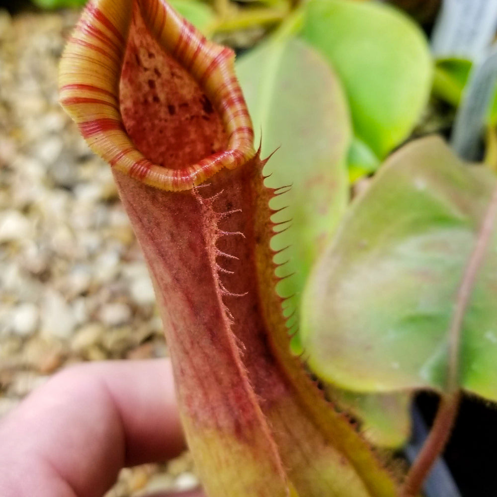 
                      
                        Nepenthes Song of Melancholy x truncata (c) - Giant, CAR-0025
                      
                    