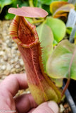 Nepenthes Song of Melancholy x truncata (c) - Giant, CAR-0025