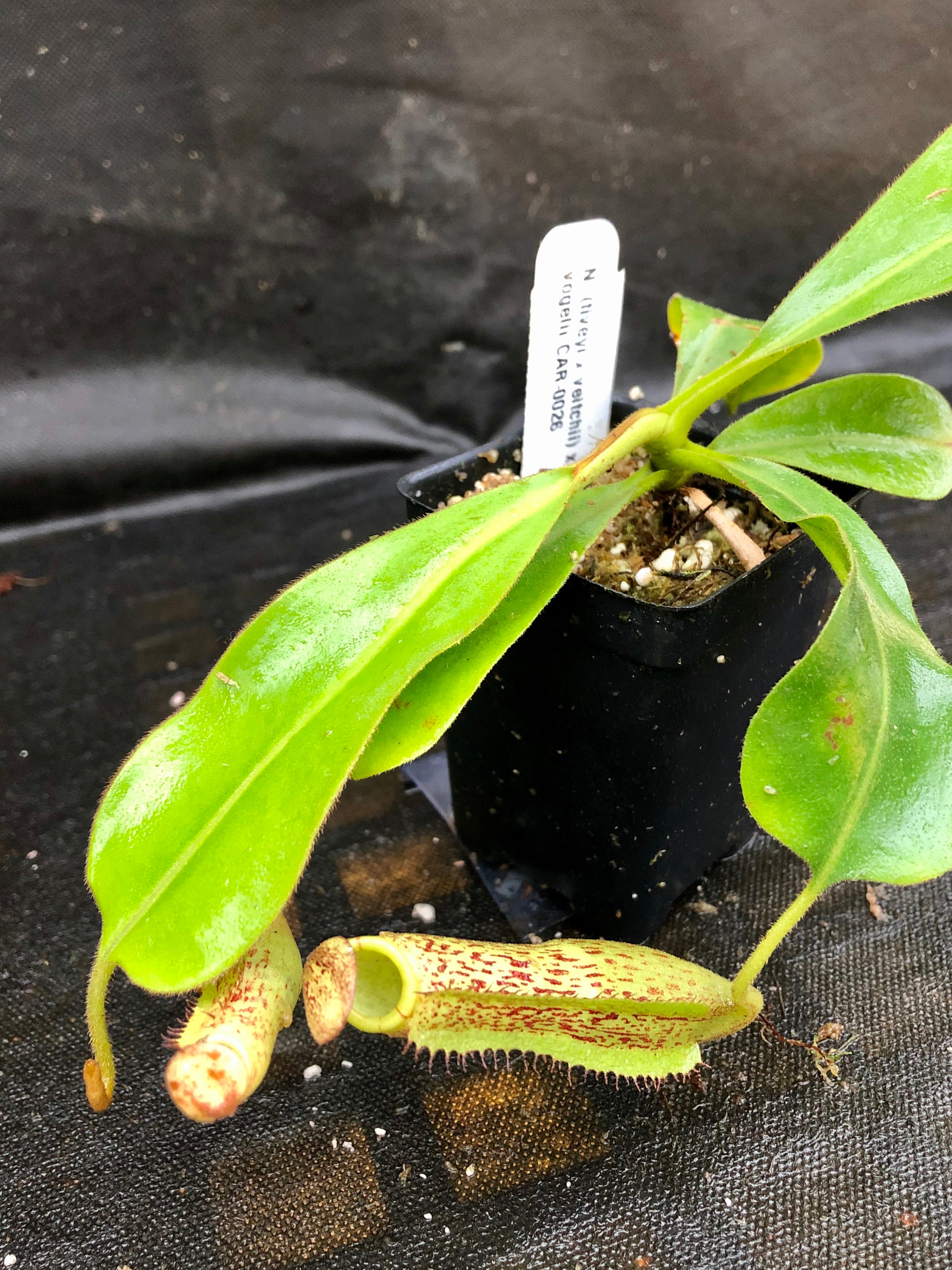 Nepenthes (tiveyi x veitchii) x vogelii - CAR-0026 – Carnivero