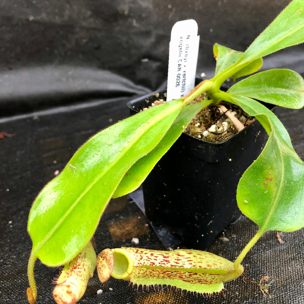 
                      
                        Nepenthes (tiveyi x veitchii) x vogelii  - CAR-0026
                      
                    
