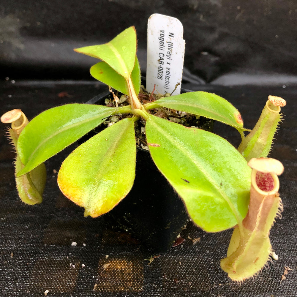 
                      
                        Nepenthes (tiveyi x veitchii) x vogelii  - CAR-0026
                      
                    