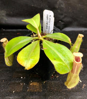Nepenthes (tiveyi x veitchii) x vogelii  - CAR-0026