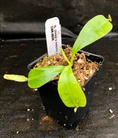 Nepenthes (tiveyi x veitchii) x vogelii  - CAR-0026