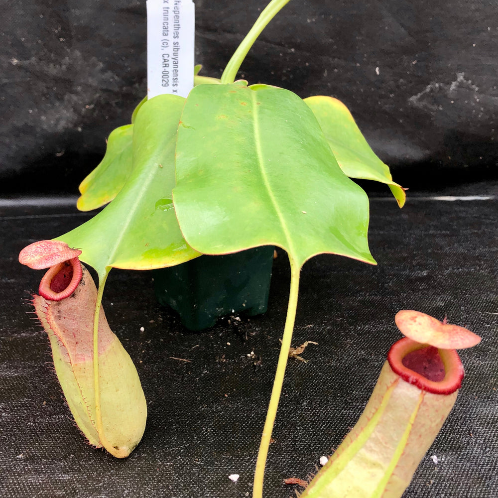 
                      
                        Nepenthes sibuyanensis "Patches" x truncata (c) - Giant, CAR-0029
                      
                    