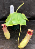 Nepenthes sibuyanensis "Patches" x truncata (c) - Giant, CAR-0029