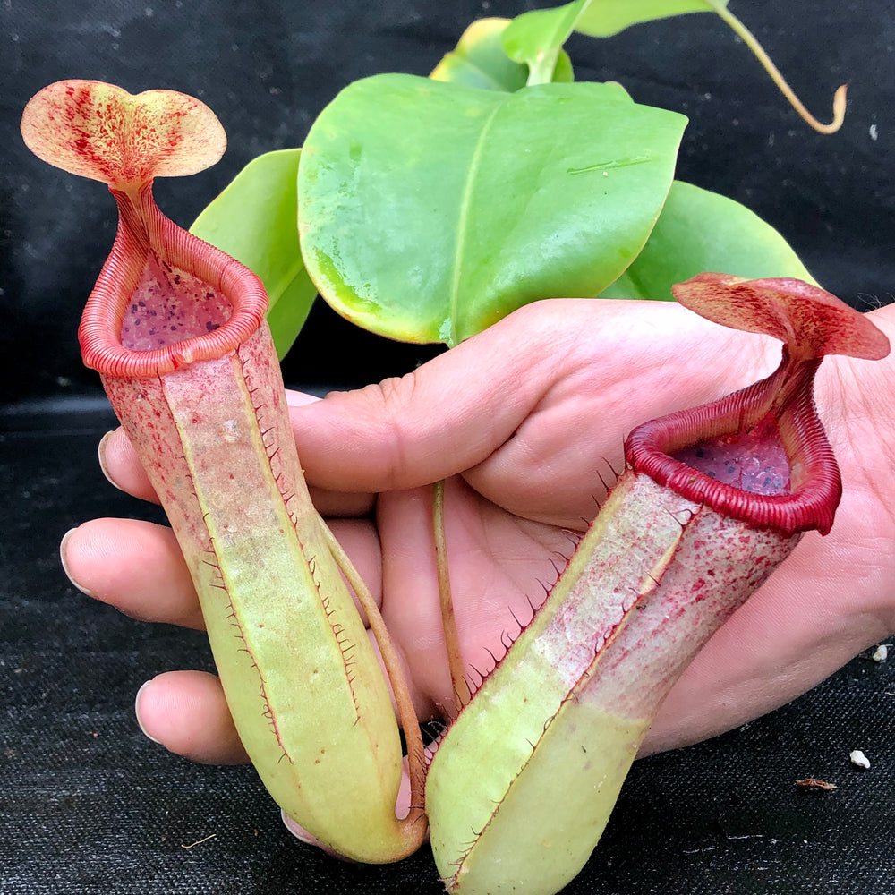 
                      
                        Nepenthes sibuyanensis "Patches" x truncata (c) - Giant, CAR-0029
                      
                    