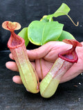 Nepenthes sibuyanensis "Patches" x truncata (c) - Giant, CAR-0029