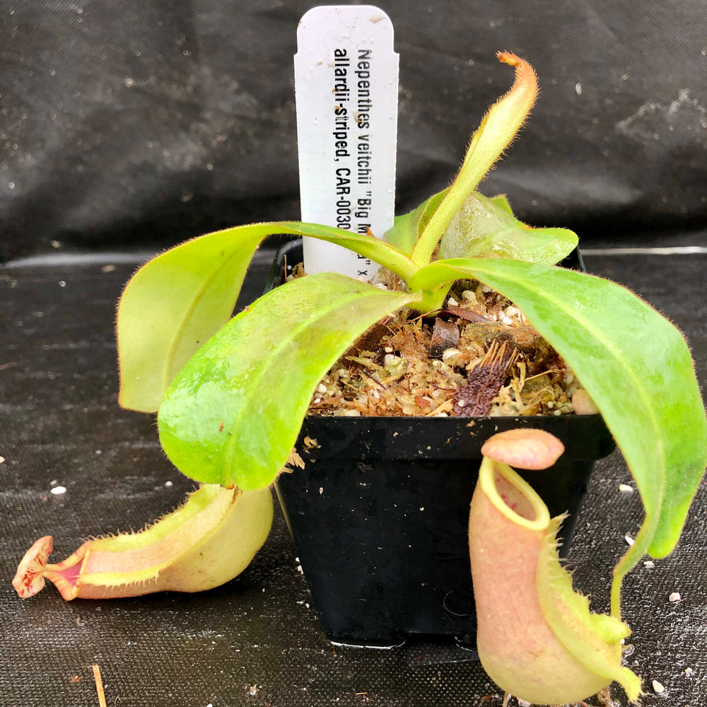 
                      
                        Nepenthes veitchii "Big Mama" x allardii-striped, CAR-0030
                      
                    