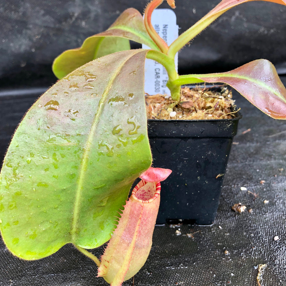 
                      
                        Nepenthes veitchii "Big Mama" x allardii-striped, CAR-0030
                      
                    