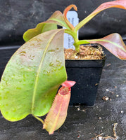 Nepenthes veitchii "Big Mama" x allardii-striped, CAR-0030