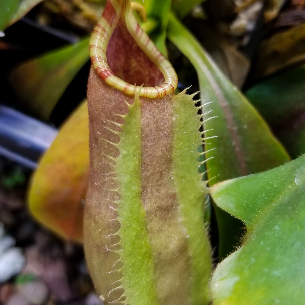 
                      
                        Nepenthes veitchii "Big Mama" x allardii-striped, CAR-0030
                      
                    