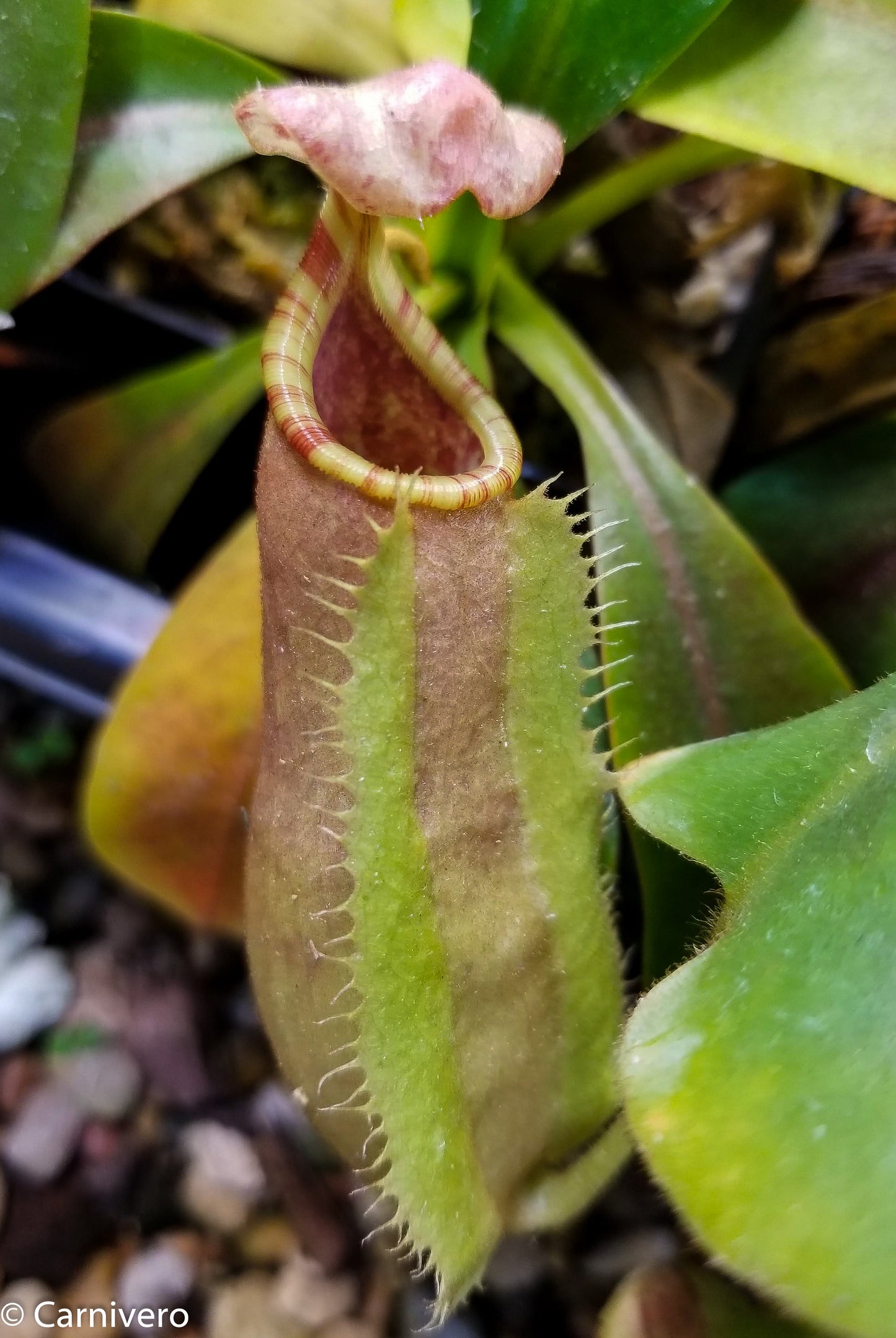 Nepenthes veitchii 