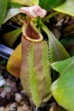 Nepenthes veitchii "Big Mama" x allardii-striped, CAR-0030