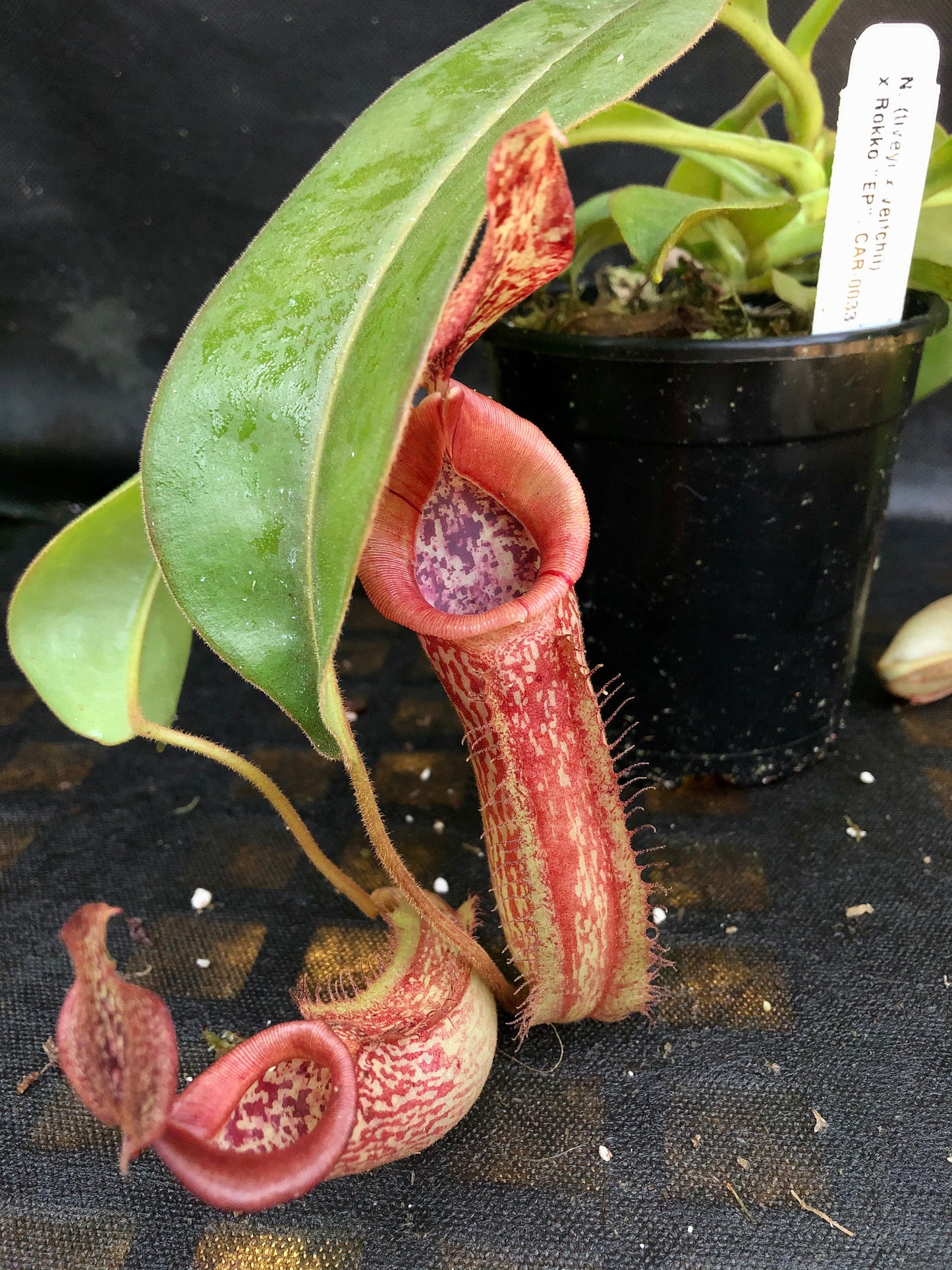 Nepenthes (tiveyi x veitchii) x Rokko "EP", CAR-0033