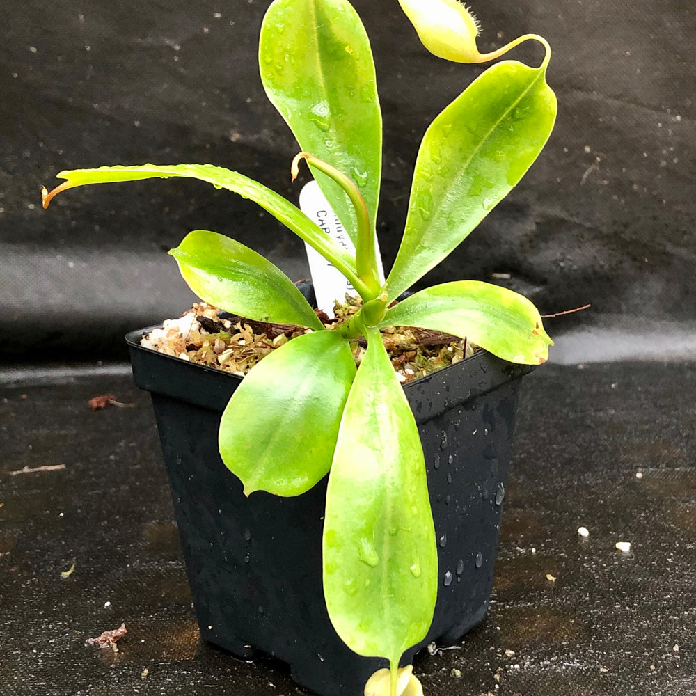 
                      
                        Nepenthes sibuyanensis x [(ventricosa x sibuyanensis) x TM] Clone B  -  CAR-0037
                      
                    