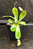 Nepenthes sibuyanensis x [(ventricosa x sibuyanensis) x TM] Clone B  -  CAR-0037