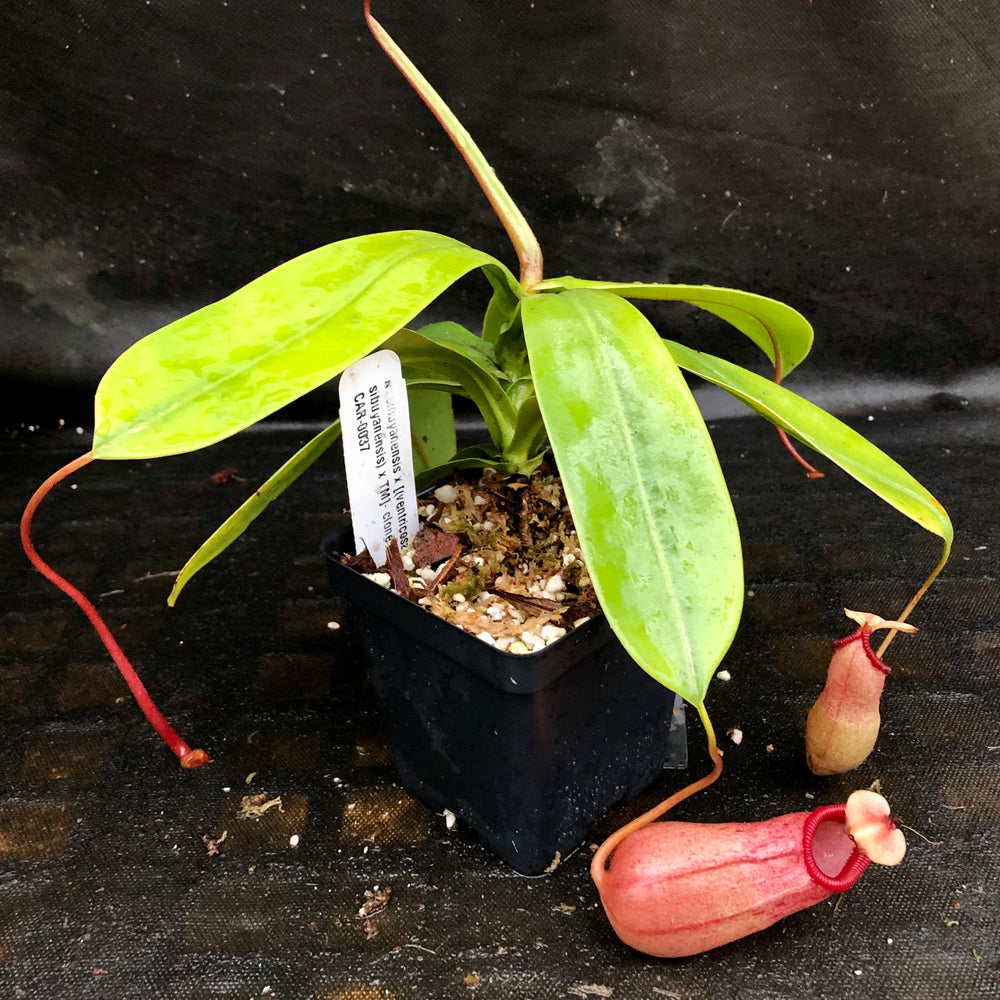 
                      
                        Nepenthes sibuyanensis x [(ventricosa x sibuyanensis) x TM] Clone B  -  CAR-0037
                      
                    