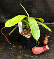 Nepenthes sibuyanensis x [(ventricosa x sibuyanensis) x TM] Clone B  -  CAR-0037