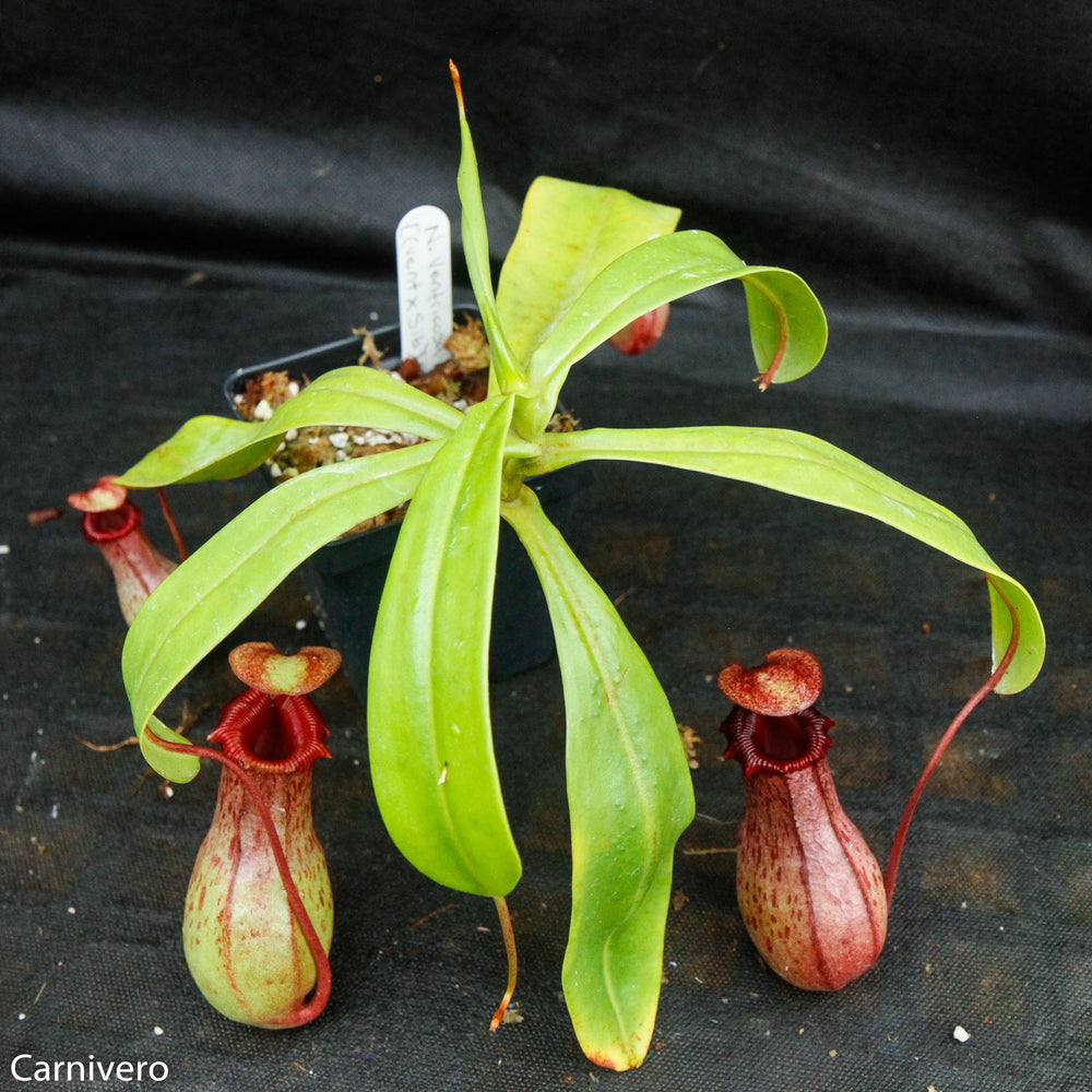 
                      
                        Nepenthes ventricosa Madja-as x [(ventricosa x sibuyanensis) x Trusmadiensis], CAR-0039
                      
                    