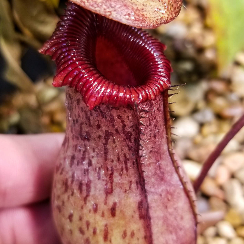 
                      
                        Nepenthes ventricosa Madja-as x [(ventricosa x sibuyanensis) x Trusmadiensis], CAR-0039
                      
                    