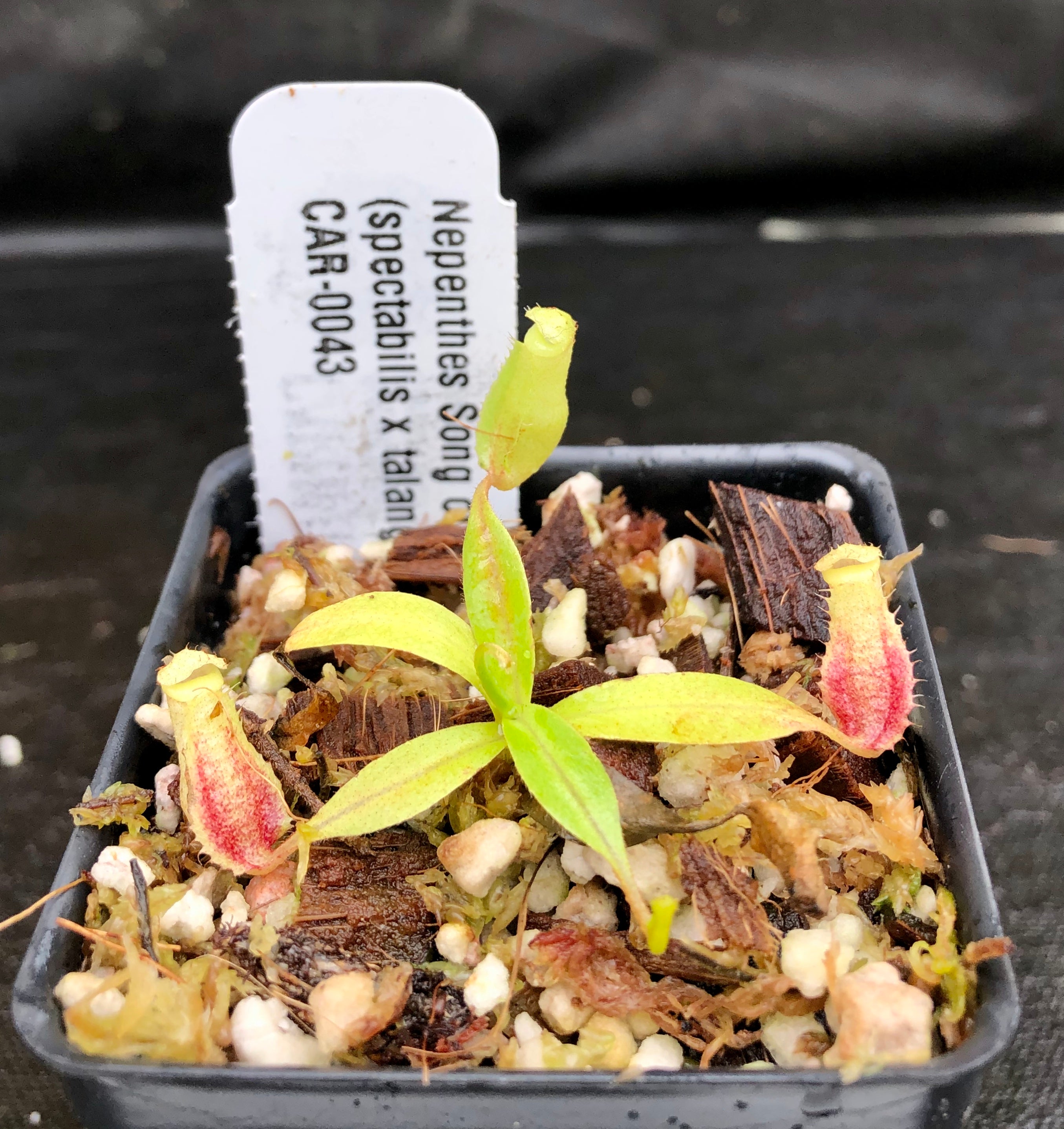 Nepenthes Song of Melancholy x (spectabilis x talangensis), CAR