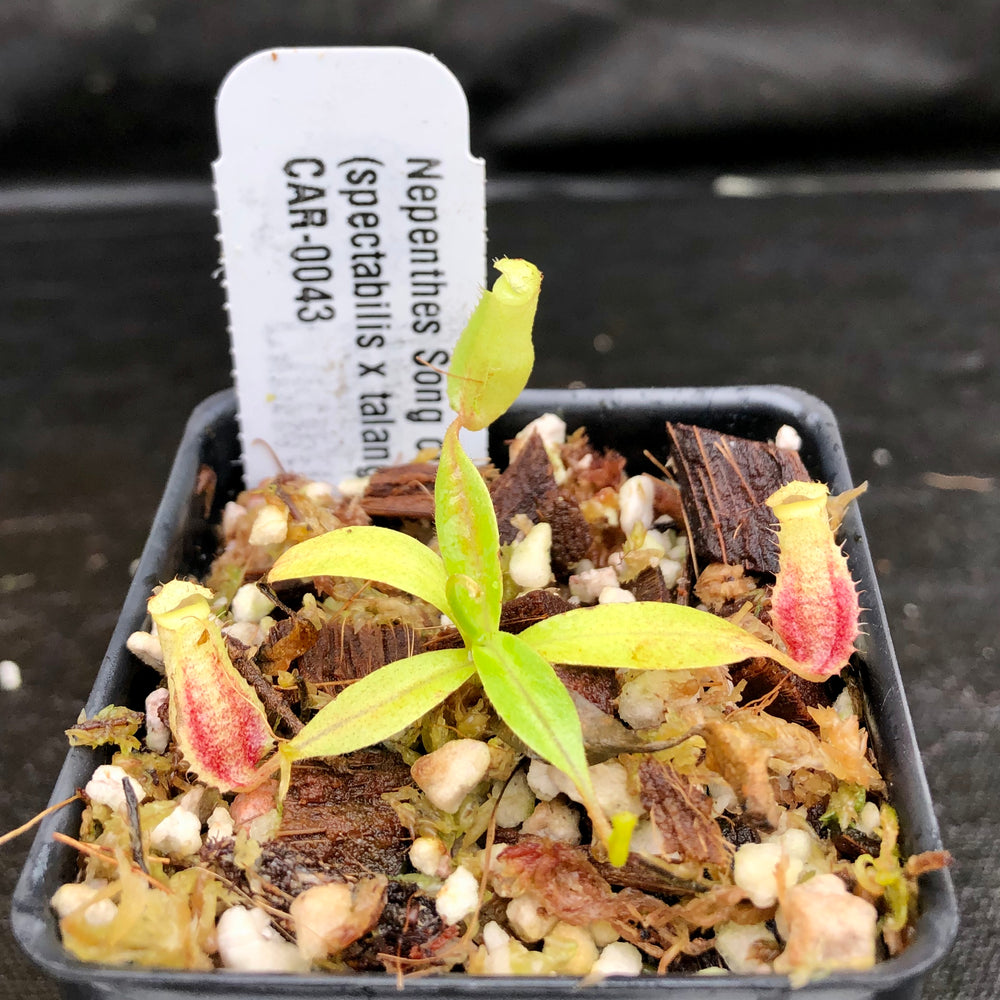 
                      
                        Nepenthes Song of Melancholy x (spectabilis x talangensis), CAR-0043
                      
                    