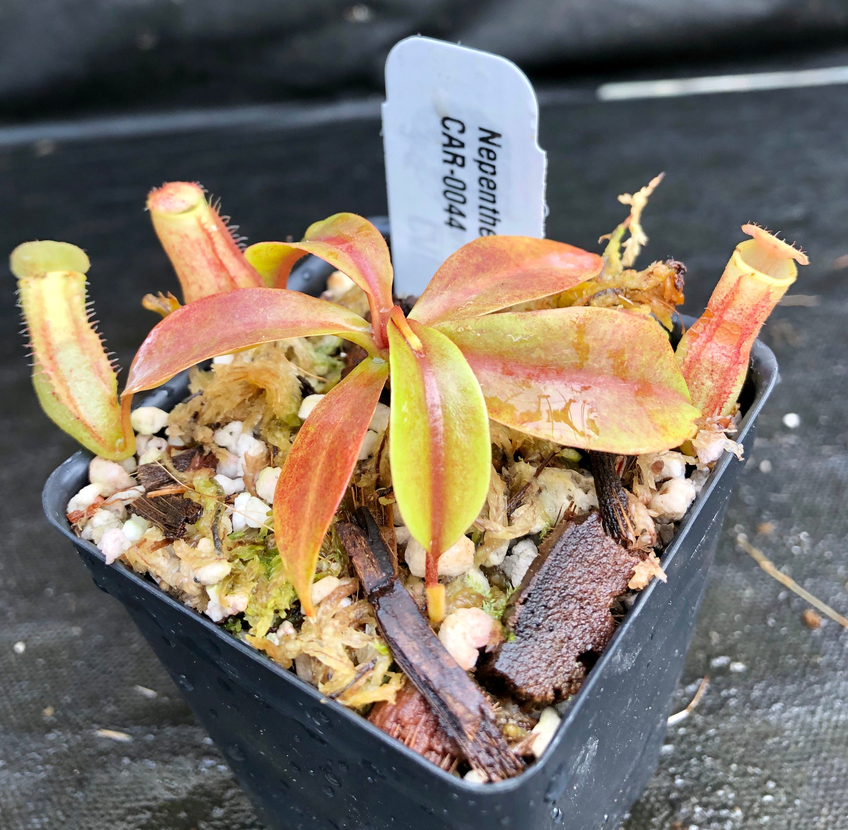 Nepenthes 