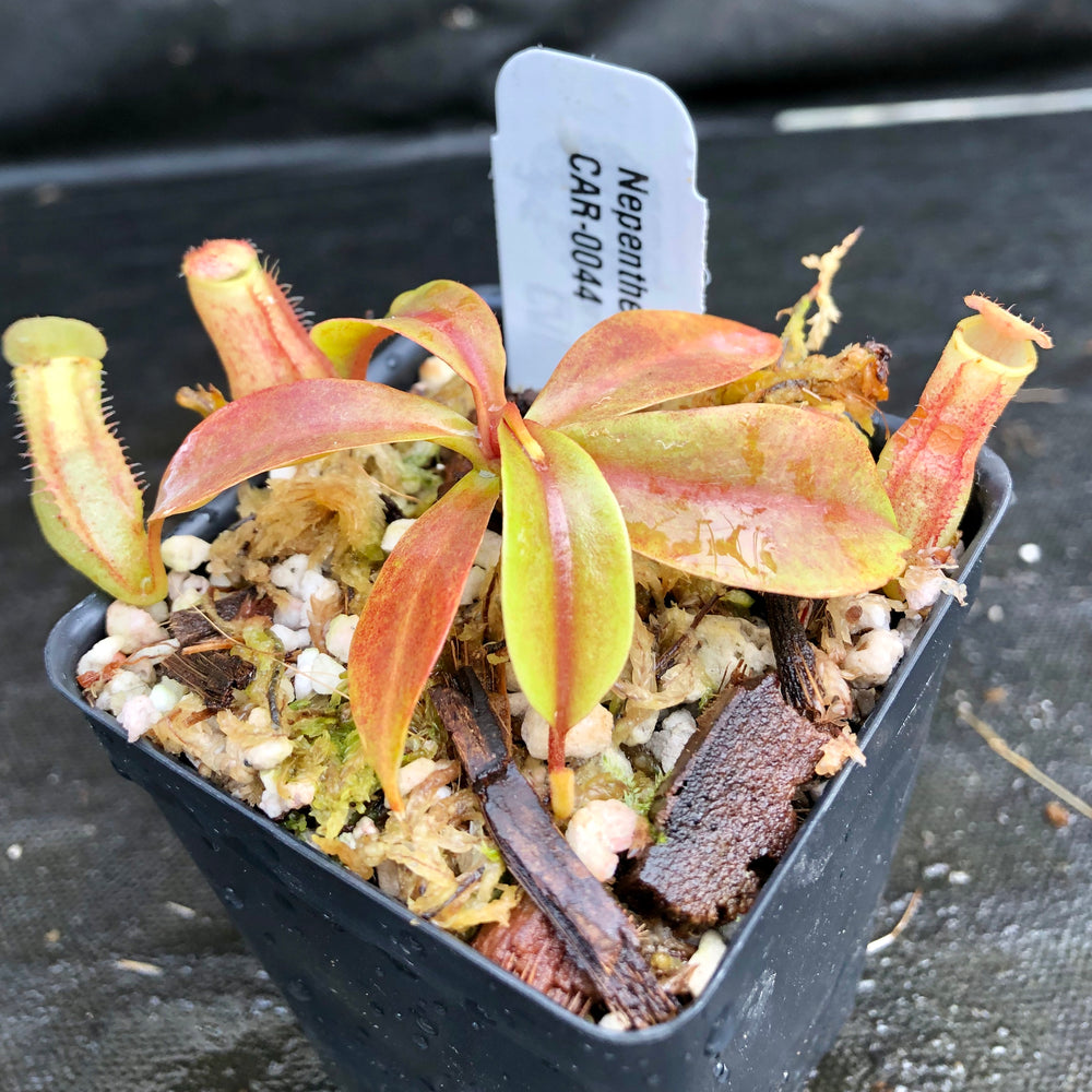 
                      
                        Nepenthes "Leilani Legacy", CAR-0044
                      
                    